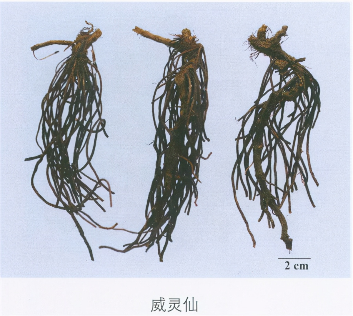 旧版 天麻饮片新版 天麻药材威灵仙旧版新版