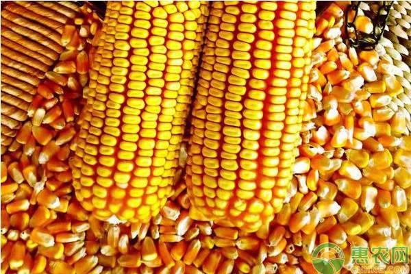 永州今日玉米最新价格「今日全国玉米最新价格」