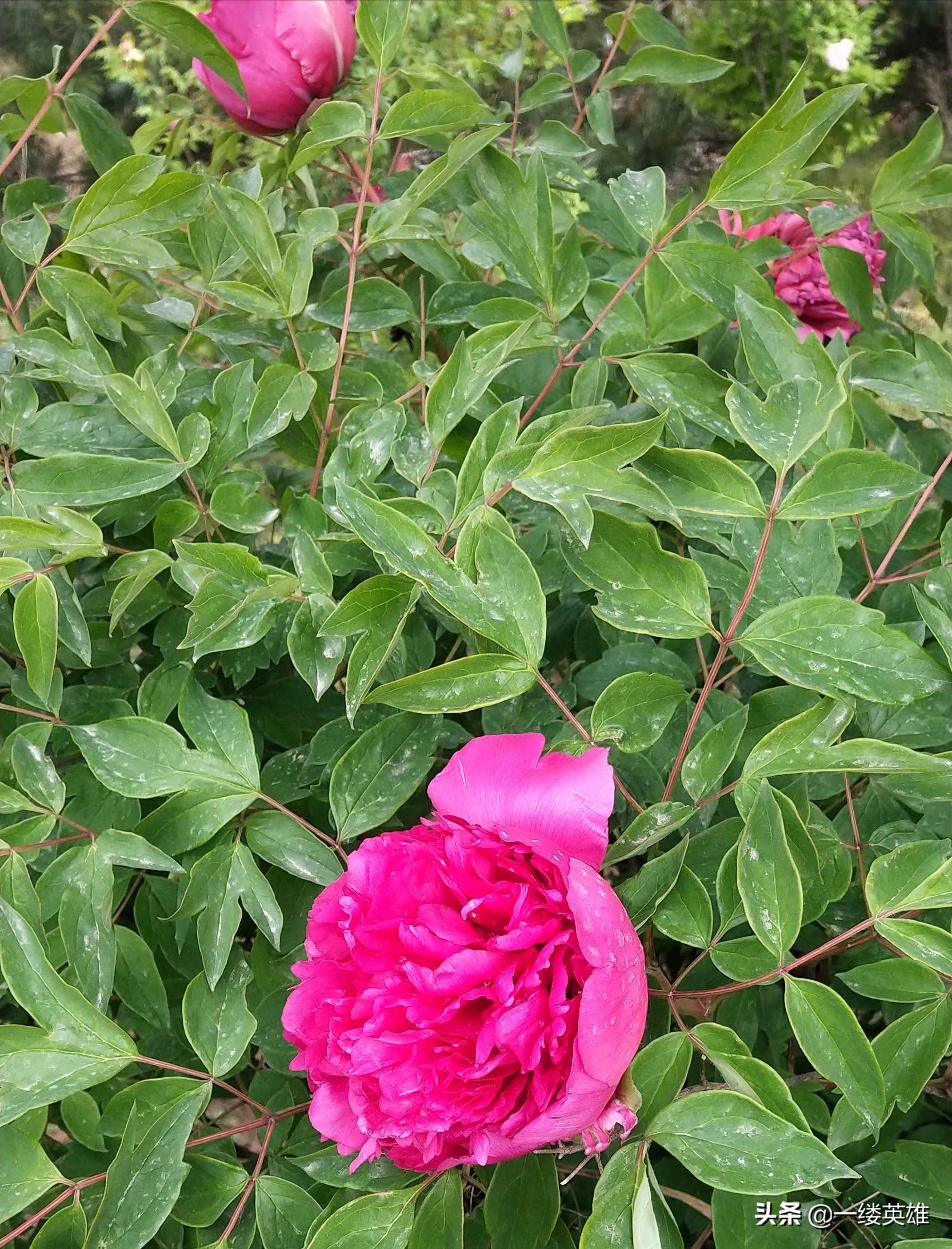 王维的《红牡丹》诗，红花当然配绿叶，红花还要有花语和情感