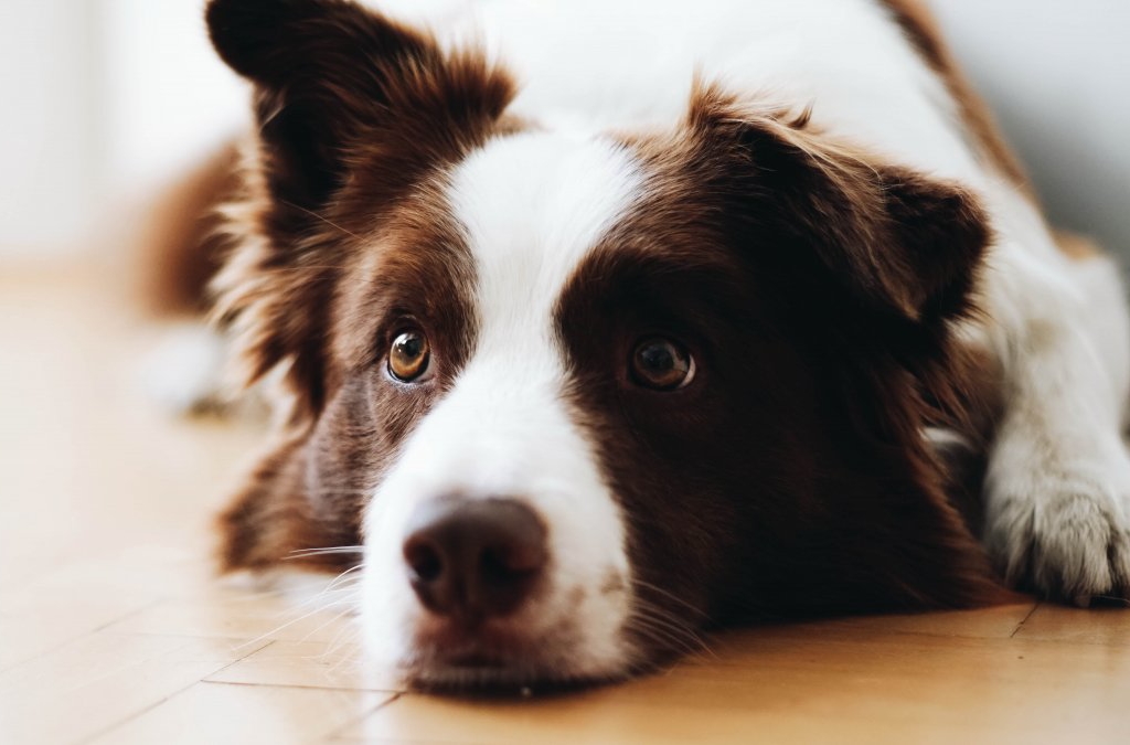 工作犬历届世界杯冠军(物种百科：边境牧羊犬)