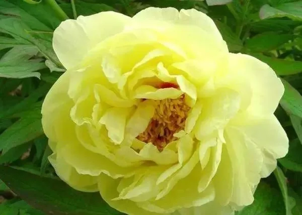 100种名贵牡丹鉴赏 绘画好素材（报花名）
