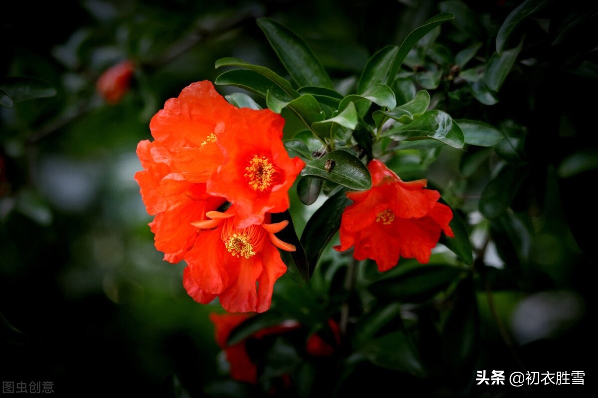 生如夏花，立夏赏读六首石榴花诗，炎炎日正午，灼灼火俱燃