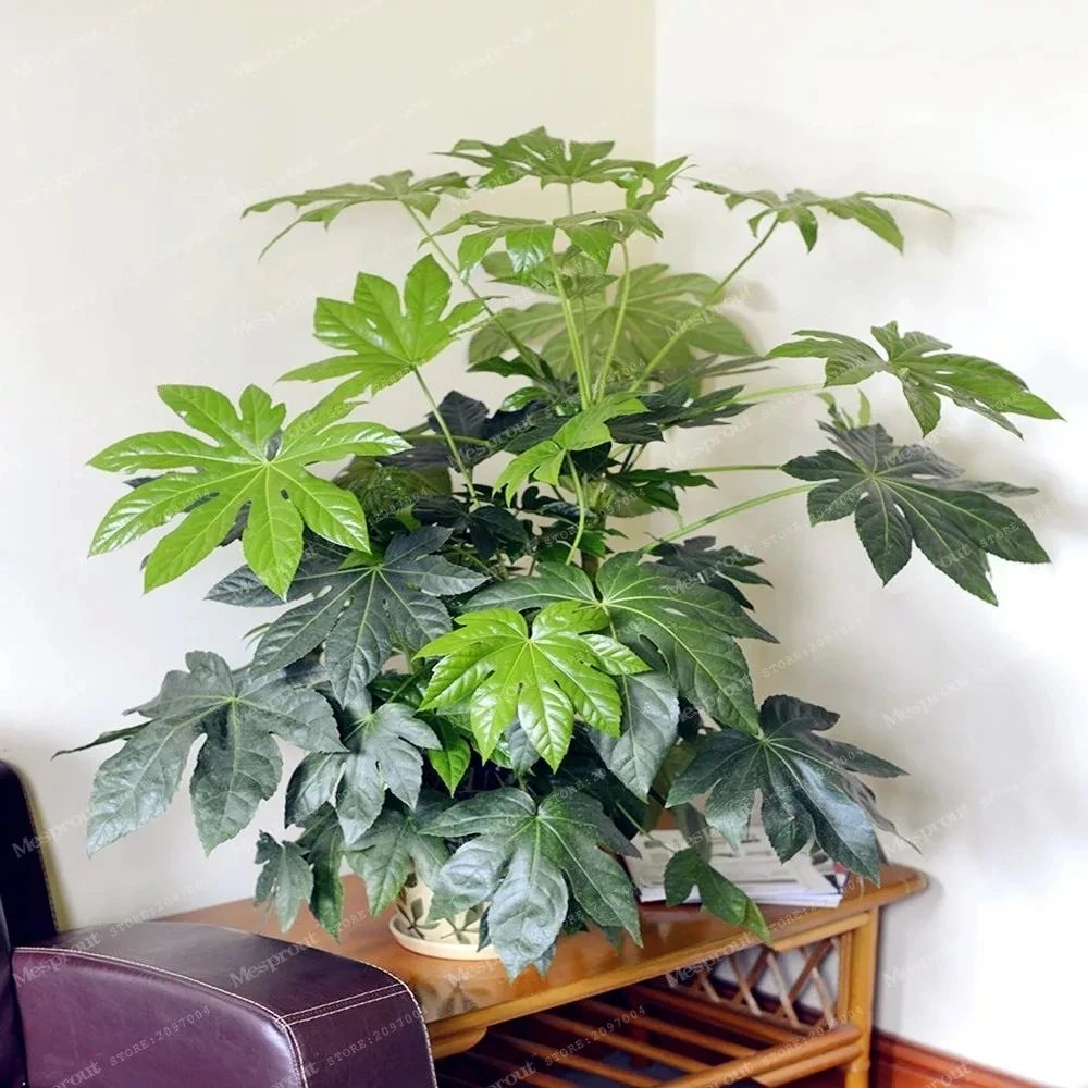 八角金盘(八角金盘的功效与作用) - 盾灵网