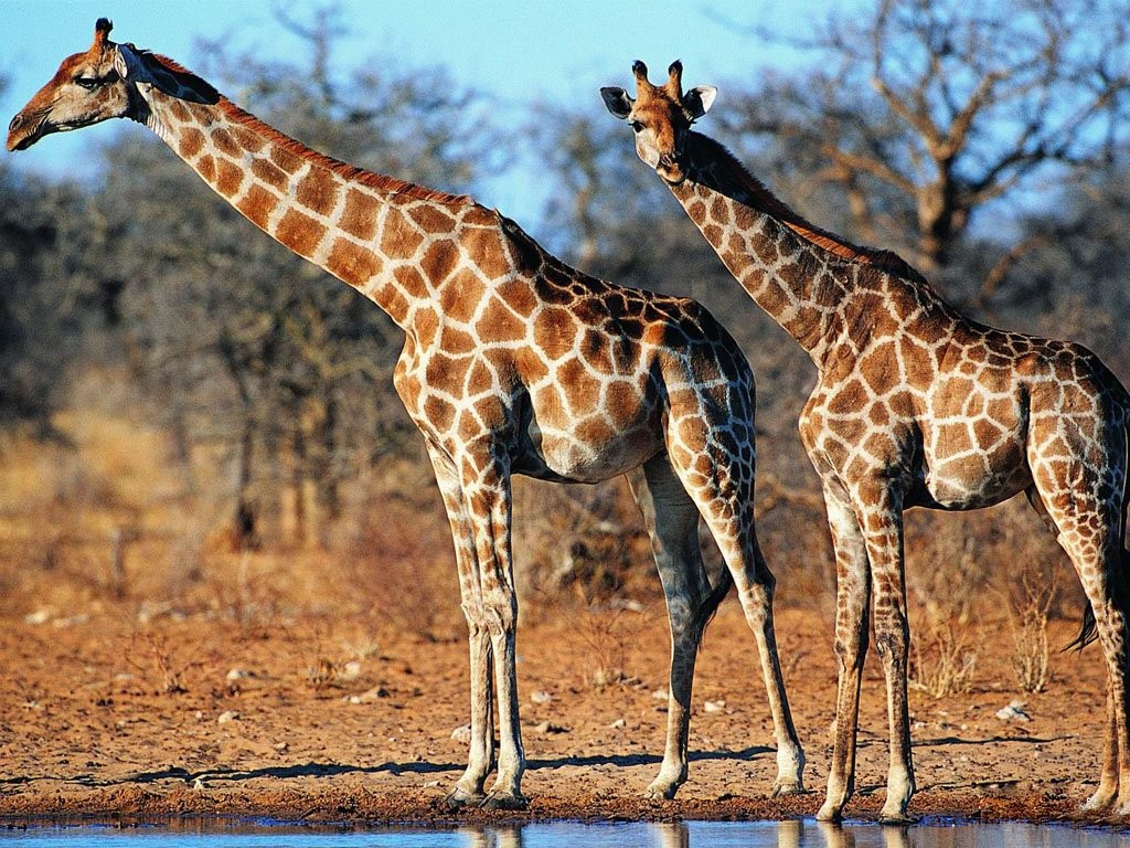 最容易被雷劈死的动物，还会被树杈勒死！为何长颈鹿要长长脖子？