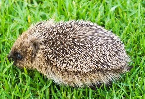 玲珑可爱的宠物刺猬名字一种独居动物_达一风水网