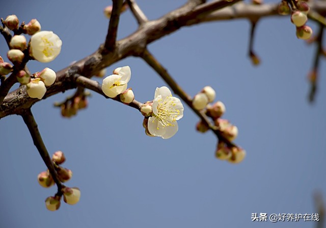 梅花有哪些品种(最牛、最全的梅花品种大全来了)