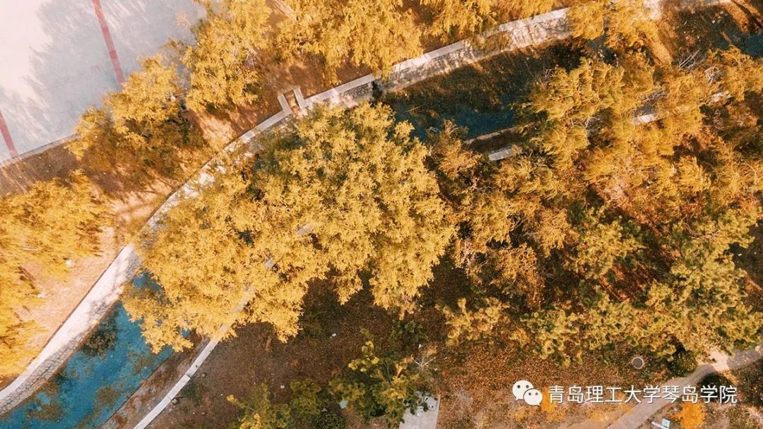 青岛理工大学琴岛学院：我把你画成画，与你平分琴院的秋色