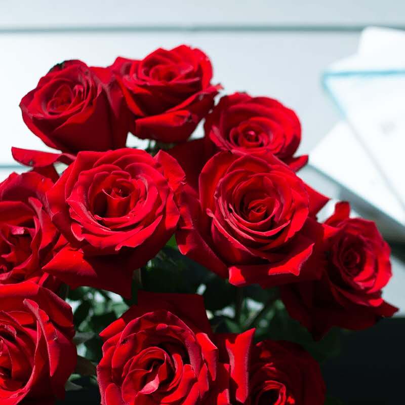 真爱唯一红玫瑰寓意热恋真爱美好的爱情,它是爱情的象征,红玫瑰颜色