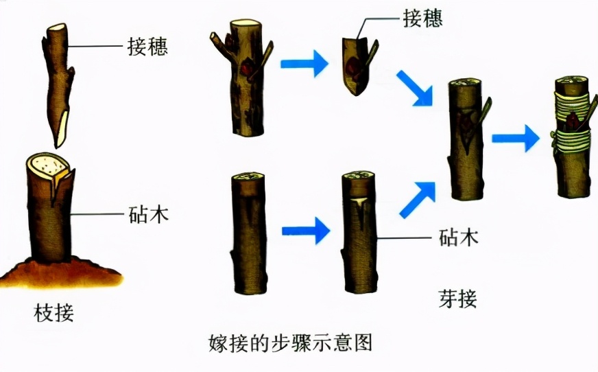 桃树嫁接时间和方法(嫁接果树的最佳时间) - 上海苗木信息网