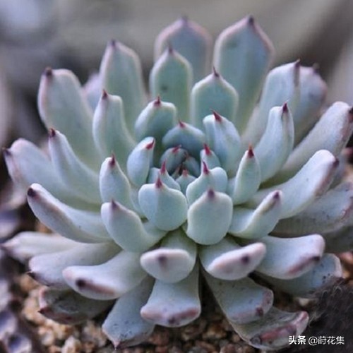 常见的景天科石莲花属多肉品种,图鉴赏析及养护方法