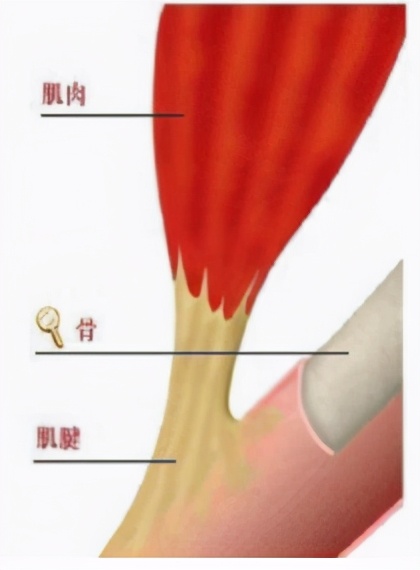排球转位的技巧(手指受伤了:"伸不直的"锤状手指和"易断的"手部肌腱