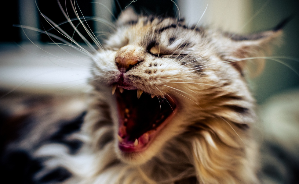 猫咪突然打嗝，看起来很滑稽，但你了解猫咪打嗝的那些事吗？