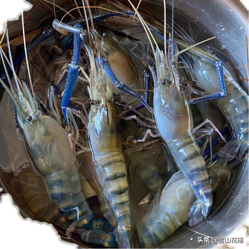 钓虾馆的罗氏虾怎么养最佳干货