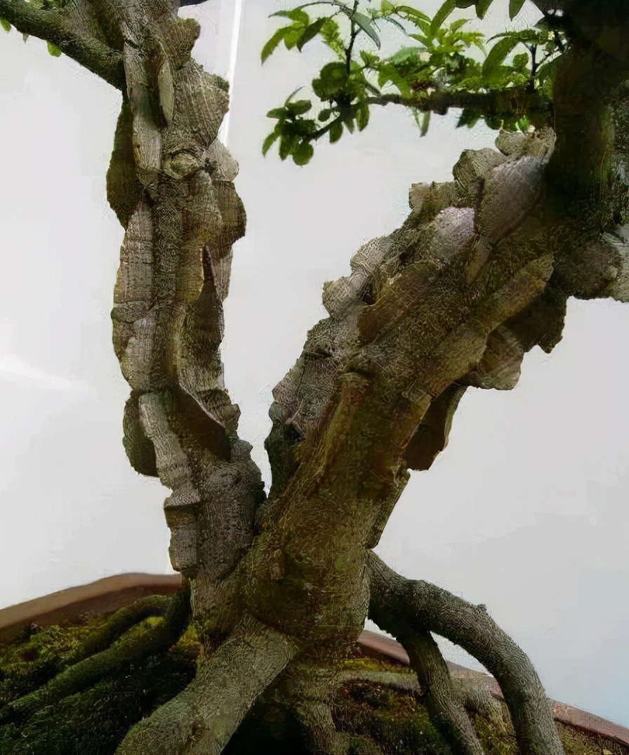 两面针还可以制作成老桩盆景,在春天的时候挖出两面针的老桩,挖的时候