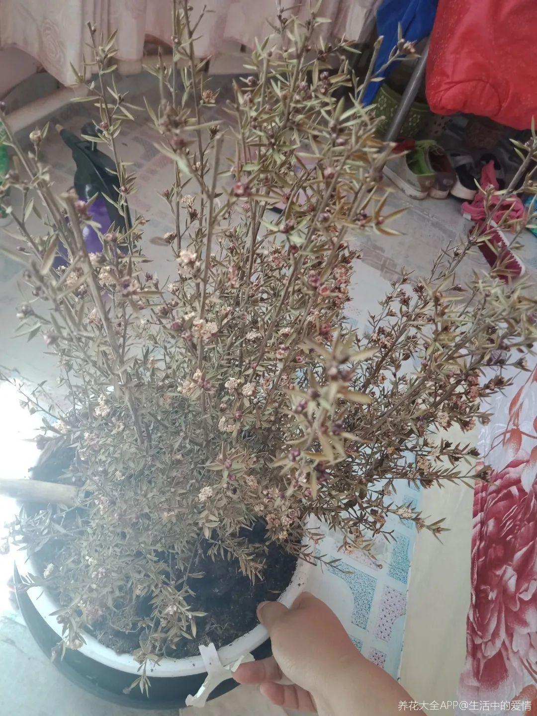 nba为什么浇水（天热了，花需水量太大，一天不浇水，立马死给你看）