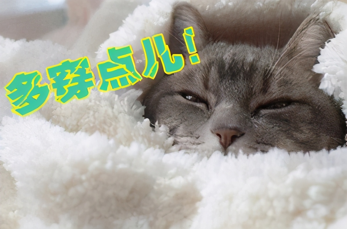 猫咪拉稀怎么解决？