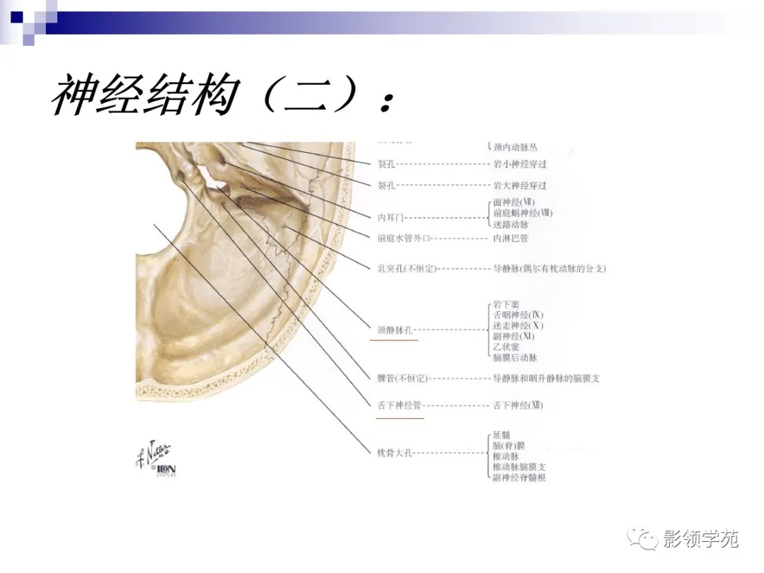 小脑扁桃体下疝畸形概述