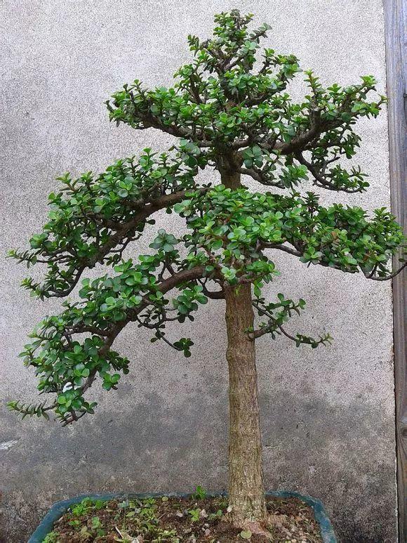 可以模仿下面的树形来修剪,比如这棵直立的"迎客松姿势":(图片来自