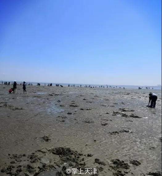 赶海拾贝挖蛤蜊，天津这些地儿你都去过吗？