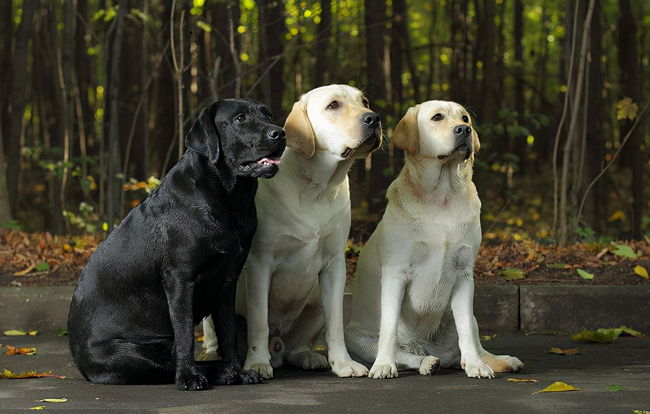 世界犬种智商排名榜前 30 名的聪明狗狗