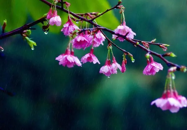 什么细雨（什么细雨填动词）-第3张图片-华展网