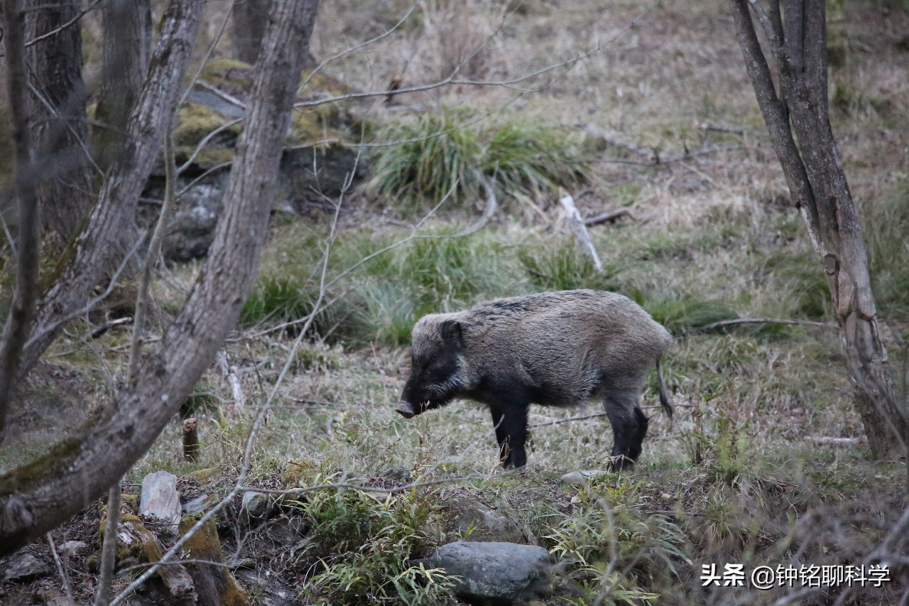 野猪怎么打,