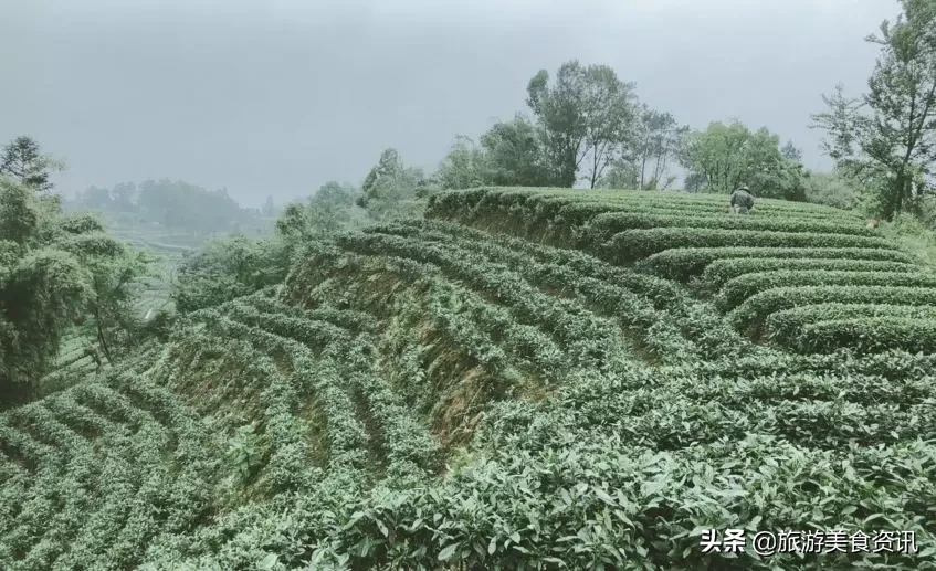 雅安邀你来听雨：天地之润，万物之养，雅雨之灵，雅安之魂