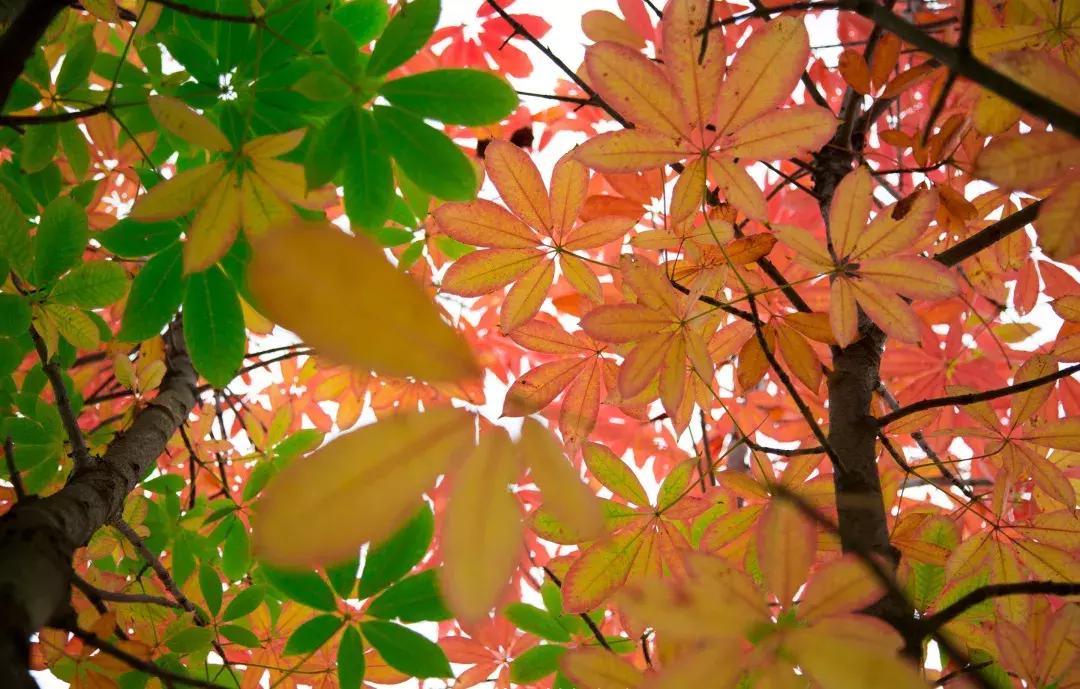 开学了，去青岛最美大学去逛一逛吧，个个堪比5A级景区