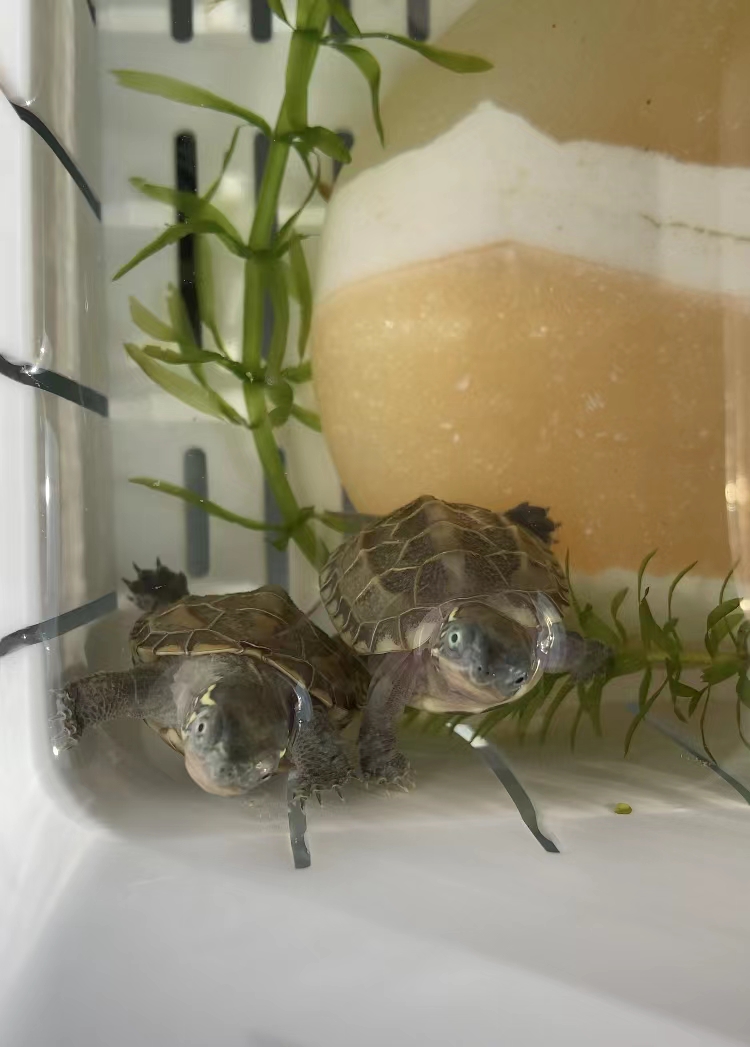 巴西龟幼龟冬天怎么养比较好「干货」 -骁龙网