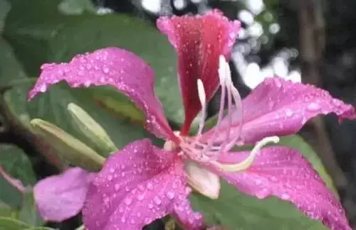 广州市市花是什么（全国56个城市的市花介绍）