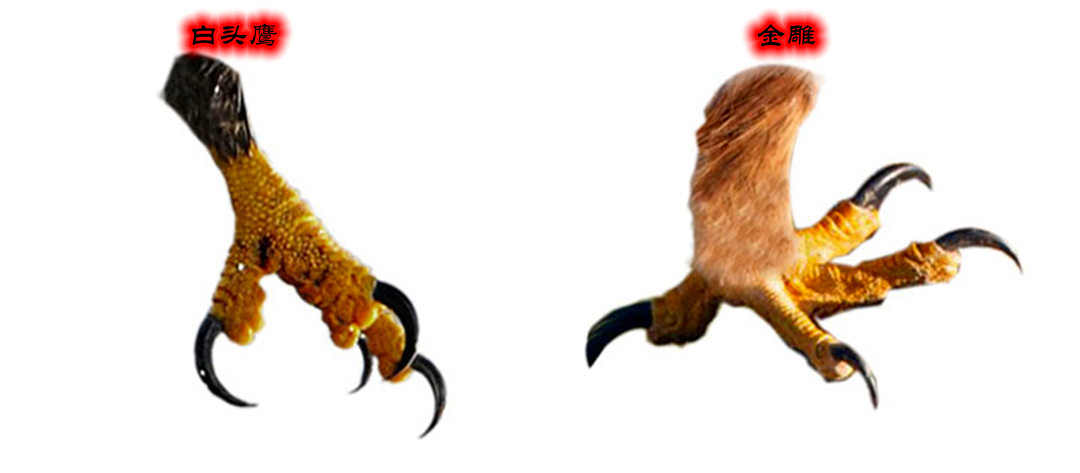 如何区分金雕和白头鹰白头鹰和白头海雕区别