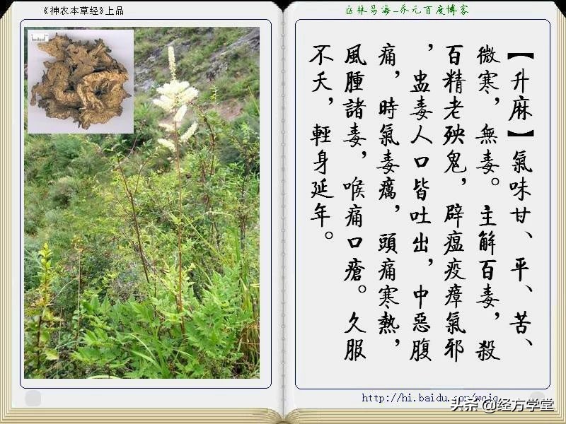 《神农本草经》全册图文解析 建议收藏