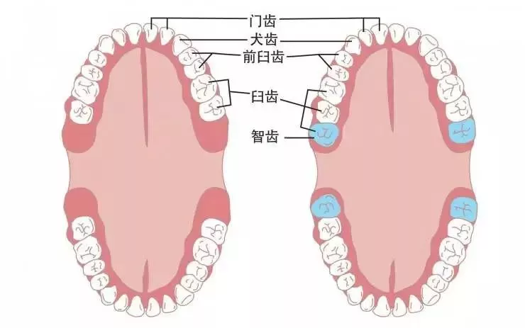 种两颗牙花了15000,跑了8趟医院,我哭了