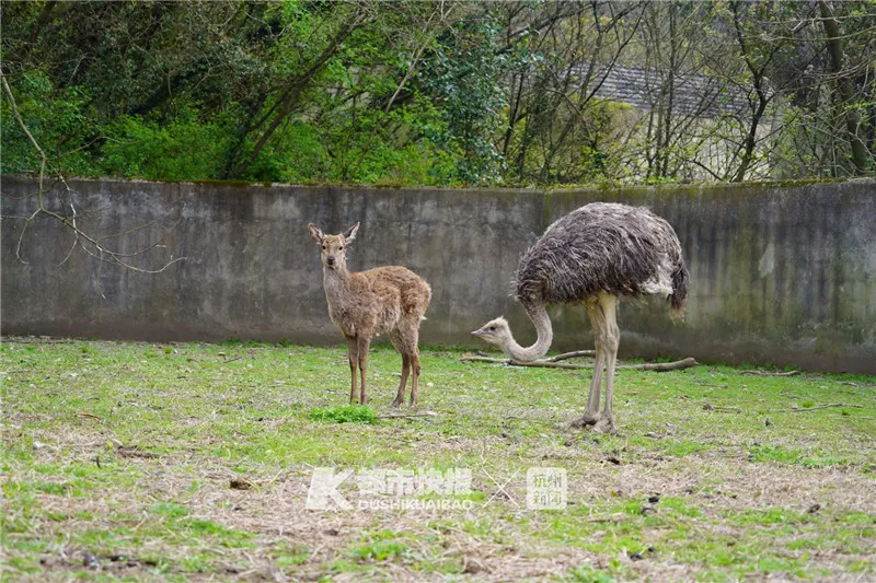 春天到了，狐狸、猕猴、孔雀、梅花鹿、鸵鸟、貉子……都“嗨”到城市里来了！