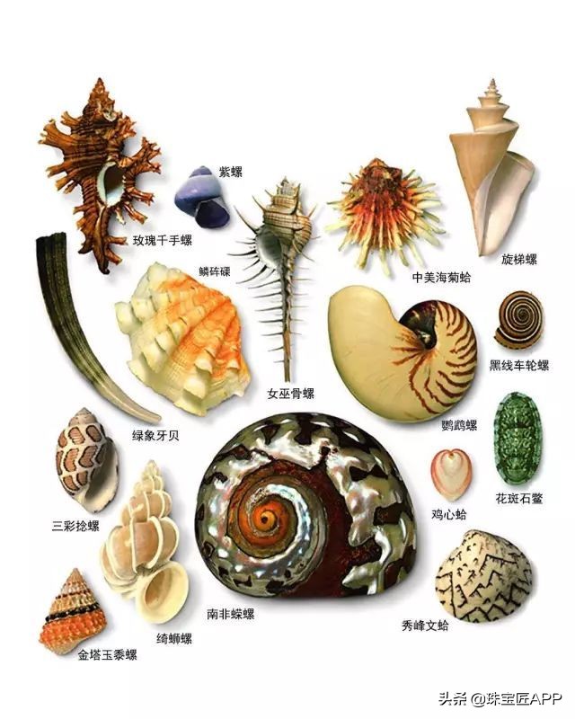 哪些贝壳能做珠宝？去赶海之前记得看看这一篇