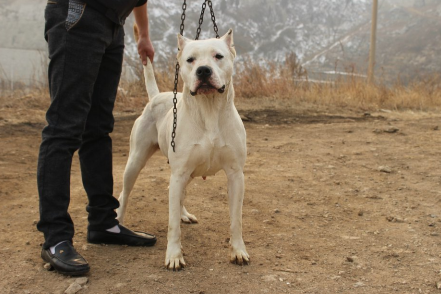 浙江一边牧遭比特犬疯狂撕咬，骨头被咬断，街头遇恶犬该怎么办？