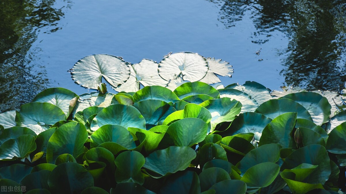 如何釣草魚,冬季如何釣草魚