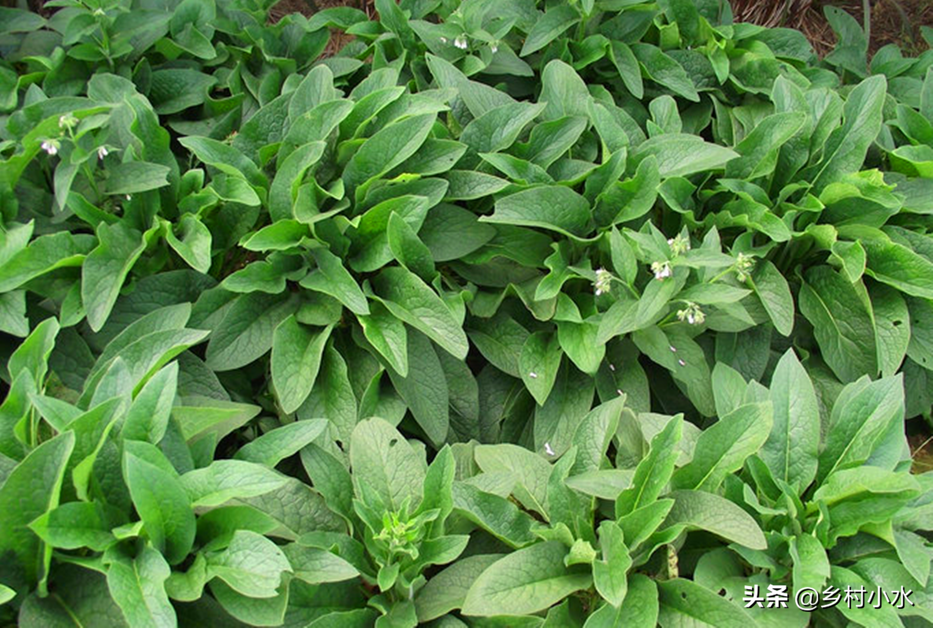 30吨等于多少千克(亩产30吨) - 青木春