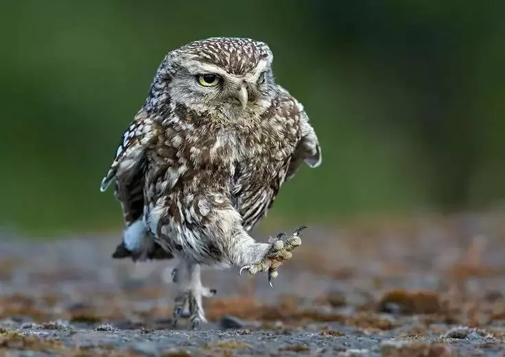 北京这个学校很“火”！坐拥3大花园、果园、动物园，集美貌与知识于一体！