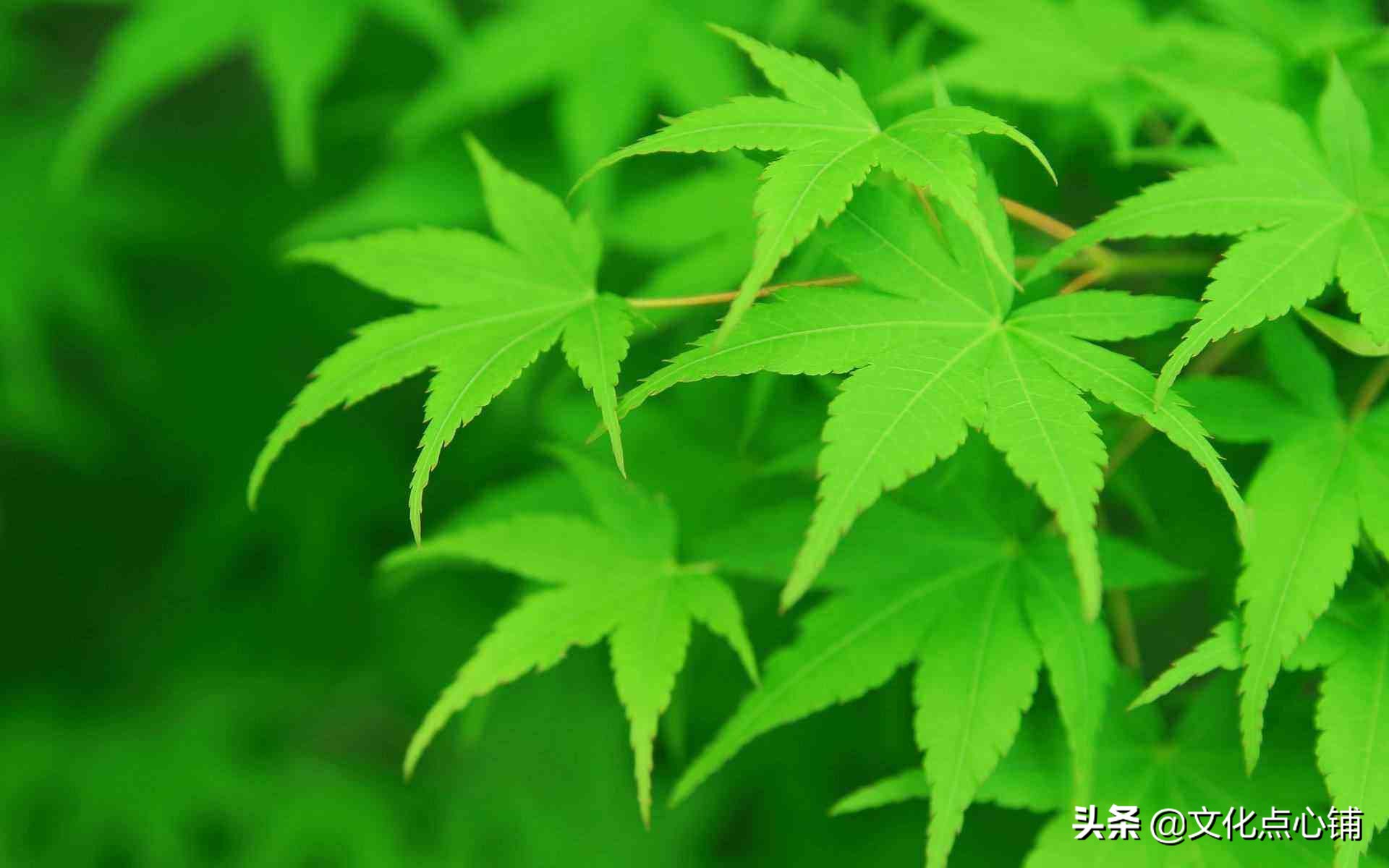 我曾踏月而归，只因你在山中，十首深情唯美相思词，犹如故人来