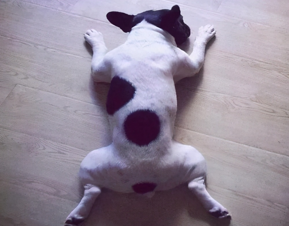 笑死了,狗狗这些睡姿,一个比一个奇葩