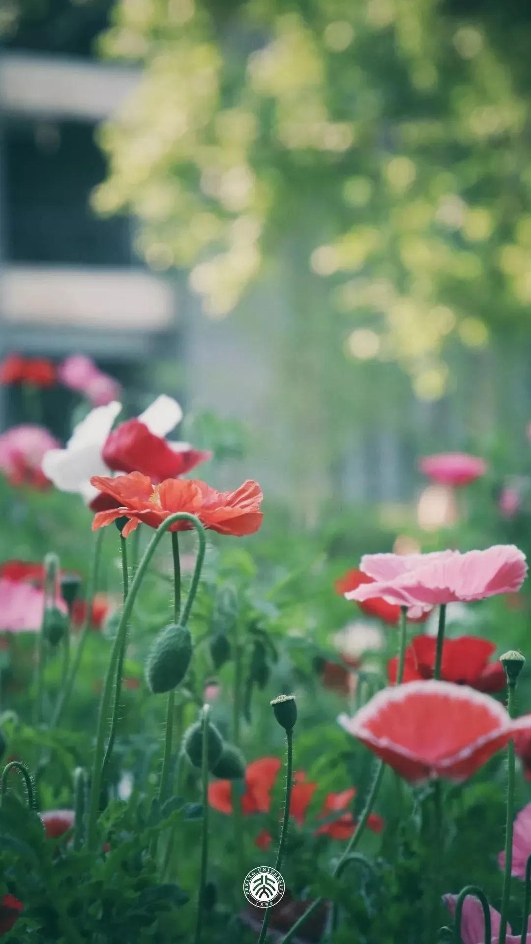 你的理想大学，终于被做成了手机壁纸