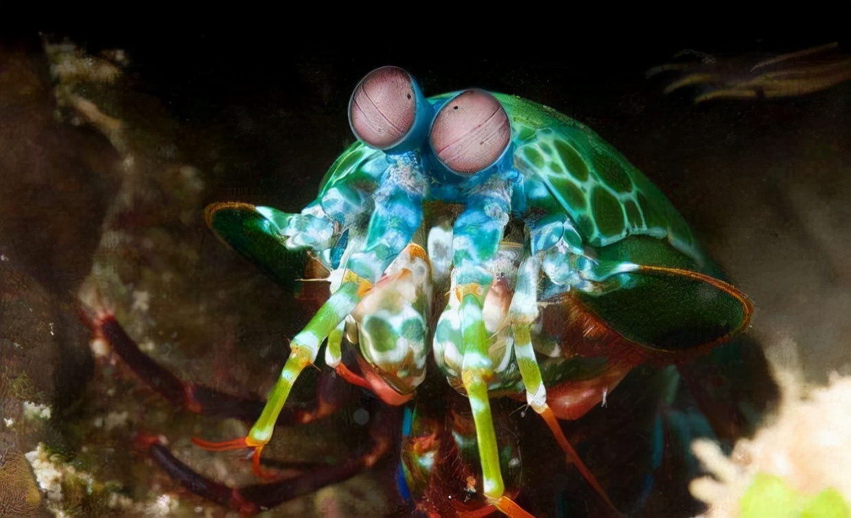 海底一萬米，居然有長得這么驚悚的生物，我居然一個都沒見過