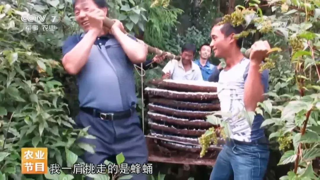 挖个坑,埋点土,秋后抬回两千万!蜂农中的绝命毒师