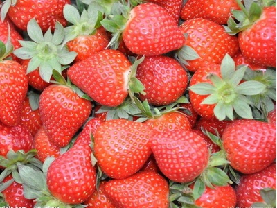 草莓什么时候种（草莓什么时候种最好,要几个月成熟）-第3张图片