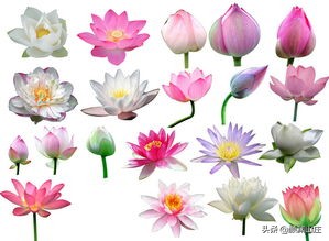 描写荷花诗词(38首)