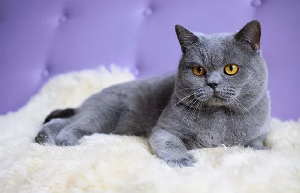 世界上第三种蓝猫,撞脸英短,智商超群,却也是个迷人的小可爱