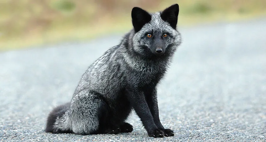 世界各地非常漂亮的10种狐狸（狐狸图片）