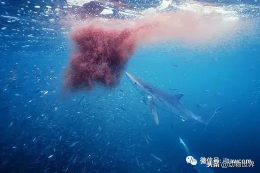 青鲨鱼图片高清（一文详解动物世界之大青鲨）