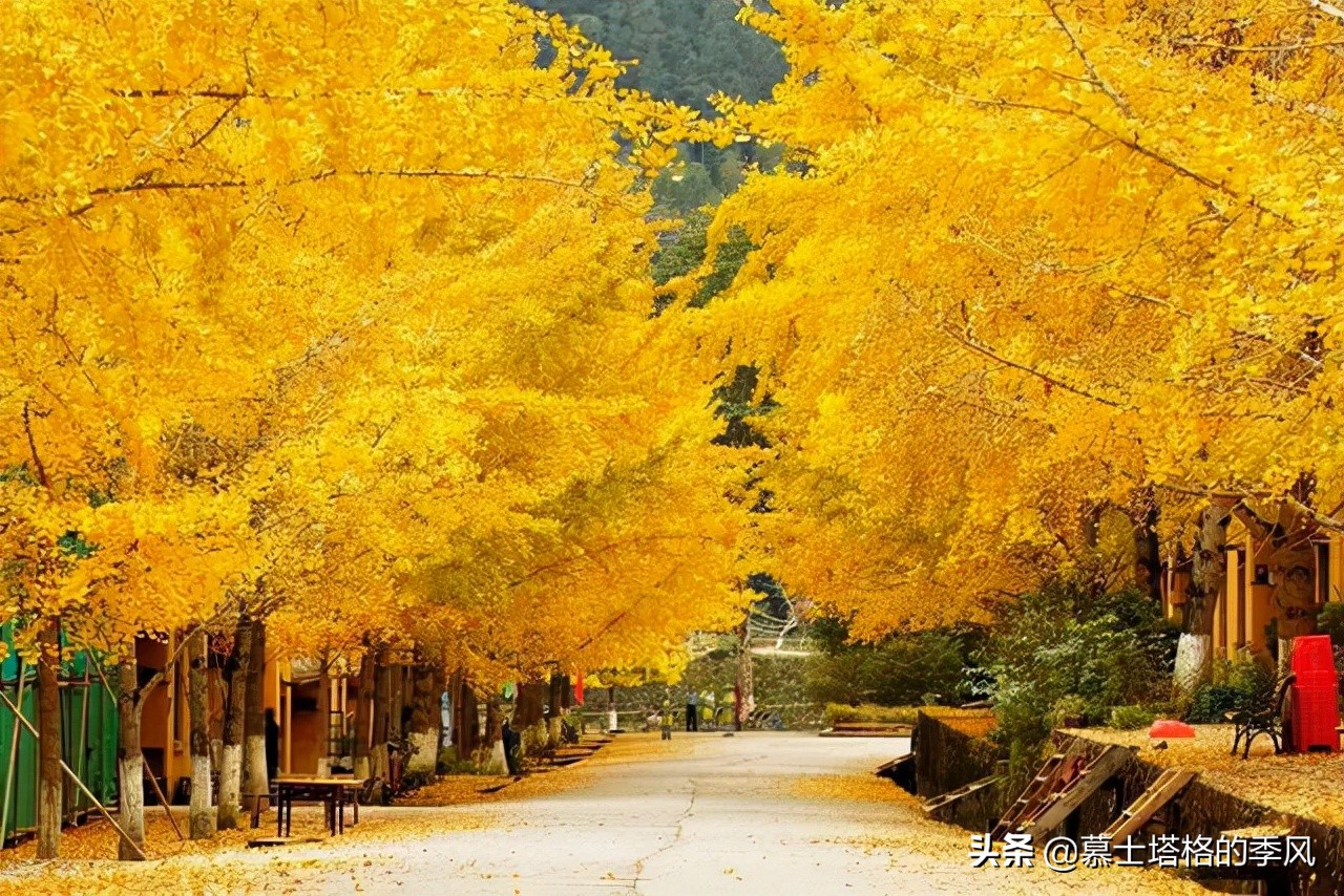 中国最美银杏树图片